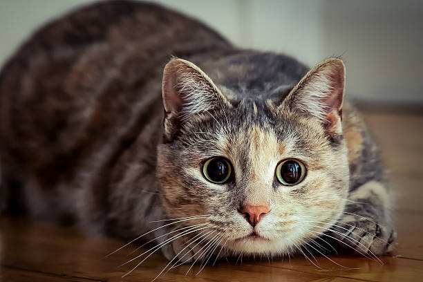Cat 1 for intro